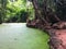 Duck weed, mosquito fern covering on the river in jungle.