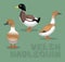 Duck Welsh Harlequin Cartoon Vector Illustration