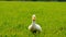 Duck white walking in the grass