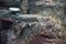 Duckbill catfish fish under aquarium water.