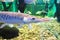 Duckbill catfish in the zoo. Lepisosteus platyrhincus. Panzer pike, or long-finned pike Lepisosteus, a genus of freshwater and