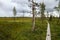 The duckboard trail across the marshland in Muddus National Park, Lapland Sweden