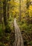 Duckboards on autumn forest