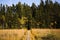 Duckboards on bog.