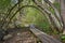 Duckboards going through tunnel of trees