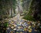 Duckboards in the woods in autumn