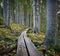 Duckboards in the woods in autumn