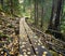 Duckboards in the woods in autumn