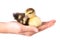 Duckling