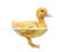 Duckling (7 days old) swimming, isolated