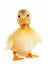 Duckling animal isolated