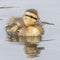 A duckling on the Boating Lake