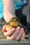 Duckling in childs hand