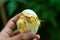 duckling coming out of a white egg