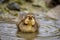 Duckling at Downing Park in Newburgh