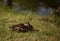 Duckling dreamin`. Sleepy duckling resting on the grass