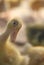 Duckling, Ducks, Young Bird, Springtime, Animal