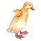 Duckling farm animal isolated. Watercolor background illustration set. Isolated duck illustration element.