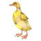 Duckling farm animal isolated. Watercolor background illustration set. Isolated duck illustration element.