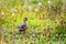 Duckling in green meadow with flowering Greater Burnet (Acaena magellanica) plants, beautiful summer meadow, South