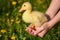 Duckling in human hands