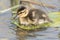 A duckling on a lily pad the Ornamental lake
