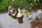 Duckling of Muscovy Duck floats in a pool