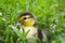 Duckling of a musky duck, Indo-duck on walk in a grass.