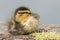 A duckling beside the pond on Southampton Common