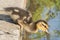 A duckling preparing to leap into the water