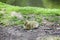 Duckling resting by a stream