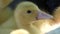 Duckling`s beak - yellow young domestic duck