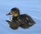 Duckling sitting in the blue water