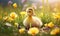 A duckling sitting in the middle of a field of flowers