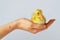 A Duckling Sitting in my Hand!
