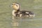 A duckling on Southampton Common