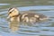 A duckling on Southampton Common