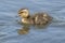 Duckling on Southampton Common