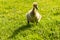 Duckling standing on the green fiels outside
