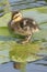 A duckling standing on a lily leaf