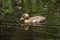 Duckling Swimming