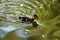 duckling swimming in pond