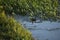 Duckling Swimming in Thick Foliage