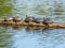 Duckling swims by a log with suntanning turtles