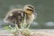 A duckling walking beside the pond on Southampton Common