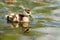 Duckling water reflection