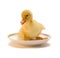 The duckling in a white saucer