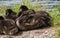 Ducklings are basking in the sun. Ducks in the city near the pond