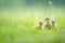ducklings following mother on green grass