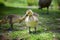 Ducklings gracing on the green grass